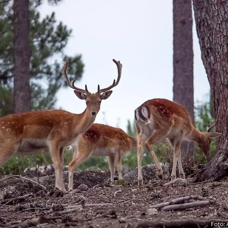 Quinta Da Bemposta Farmház *